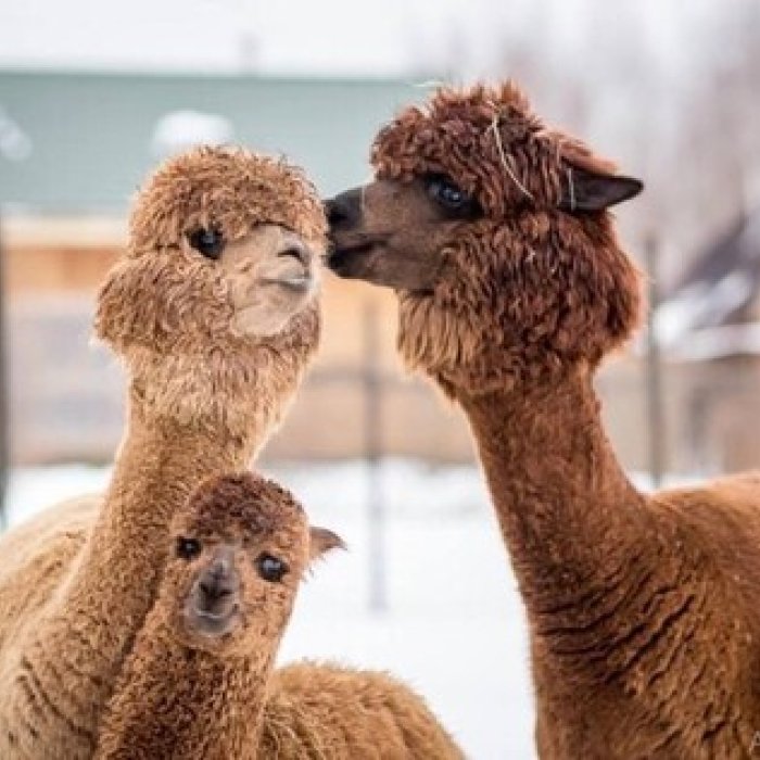 Мини-ферма Пронино